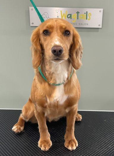 Professional dog groomed in Selby