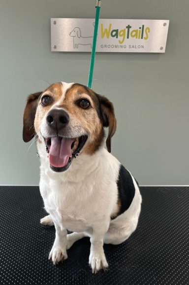 Jack Russell after professional dog grooming in Selby
