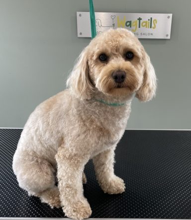 Dog professionally groomed in calm salon in Selby