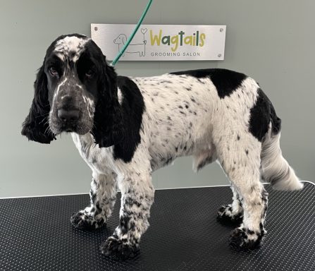 Cocker Spaniel after professional dog grooming in Selby