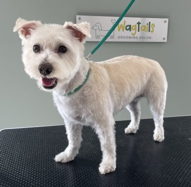 Westipoo after professional dog grooming in Selby