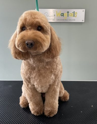 Aussie Doodle after professional dog grooming in Selby