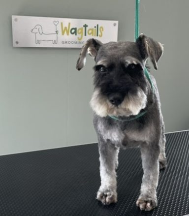 Miniature Schnauzer after professional dog grooming in Selby