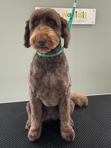 Labradoodle after professional dog grooming in Selby