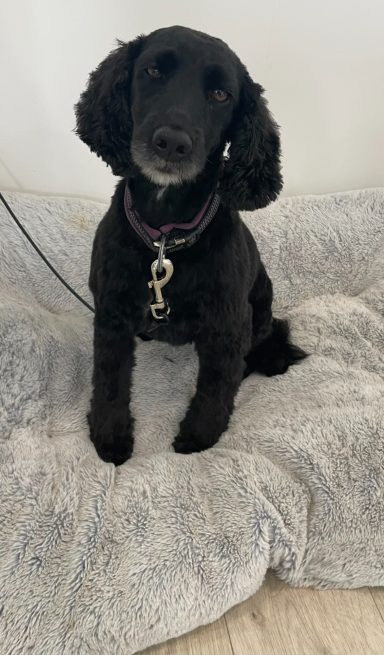 Cockapoo dog grooming in a calm, one-to-one salon in Selby