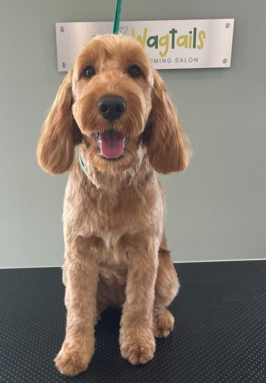 Cockapoo after professional dog grooming in Selby