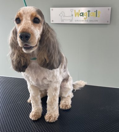 Cocker Spaniel after professional dog grooming in Selby