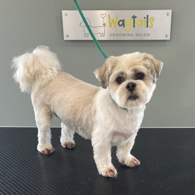 Lhasa Apso after professional dog grooming in Selby