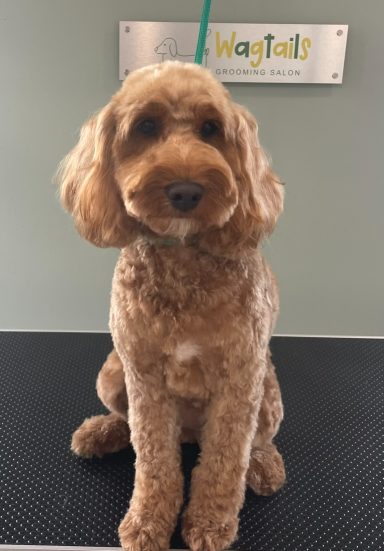 Cockapoo after professional dog grooming in Selby