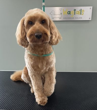 Cockapoo after professional dog grooming in Selby