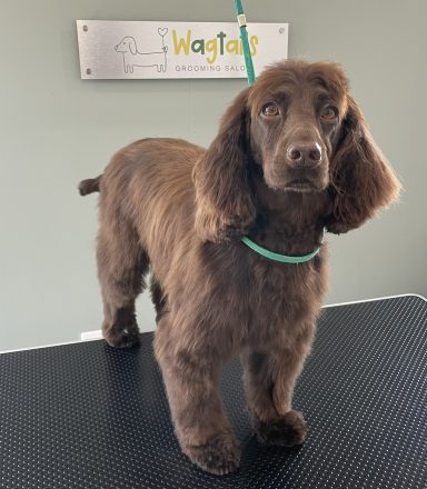Cocker Spaniel after professional dog grooming in Selby