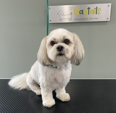 Lhasa Apso after professional dog grooming in Selby