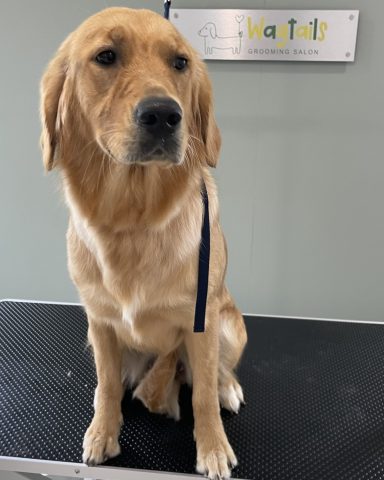Golden Retriever de-shed at a calm one-to-one grooming salon in selby