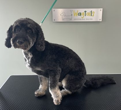 Nervous cockapoo happy after professional dog grooming in calm, one-to-one salon in Selby