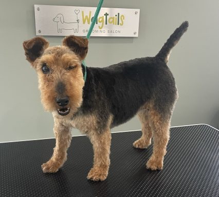 Nervous Welsh Terrier groomed in a calm, one-to-one salon in Selby
