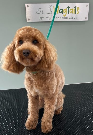 Cockapoo after professional dog grooming in Selby