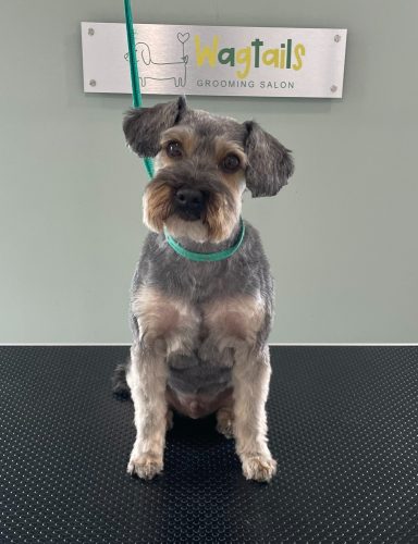 Yorkie professionally groomed in a Schnauzer style at a salon in Selby